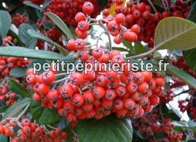 fruit du cotoneaster lacteus