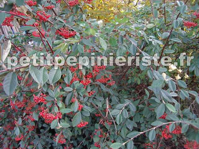 cotoneaster lacteus