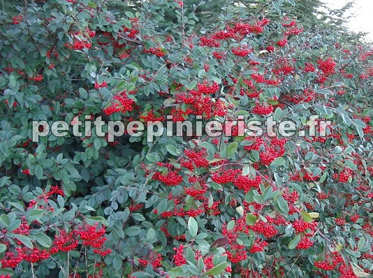 cotoneaster lacteus