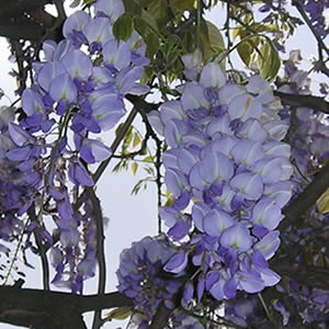 glycine