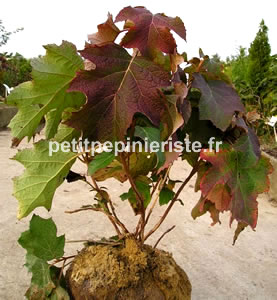 hortensia ou hydrangea américain