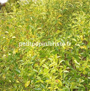 vente du ligustrum japonicum ou troène du japon