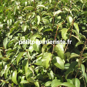 achat du ligustrum japonicum ou troène du japon