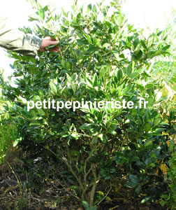 vente de ligustrum texanum