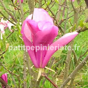 vente de magnolia suzan