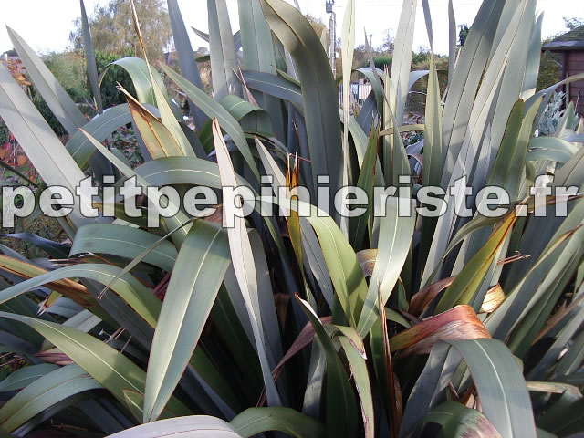 phormium