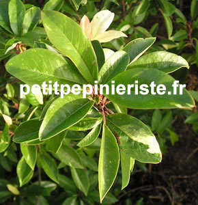 photinia palette