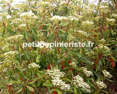 photinia serrulata