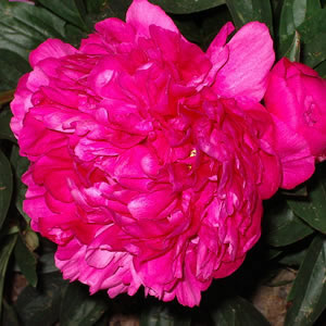 vente et achat de pivoine rouge