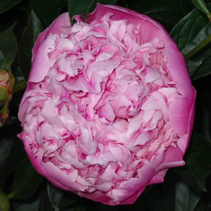 vente de pivoine rose