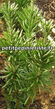 podocarpus