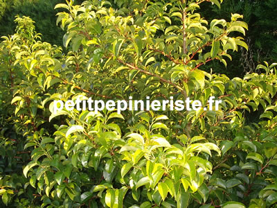 vente de prunus azorica