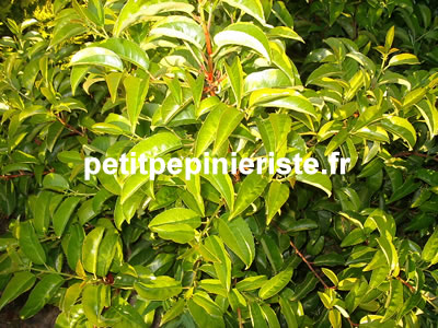 prunus azorica