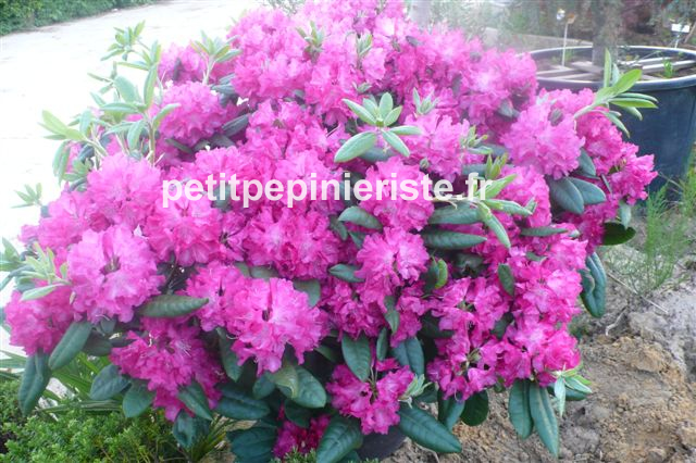 fleur de rhododendron