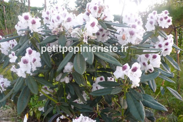 vente de rhododendron