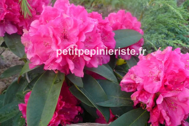 rhododendron