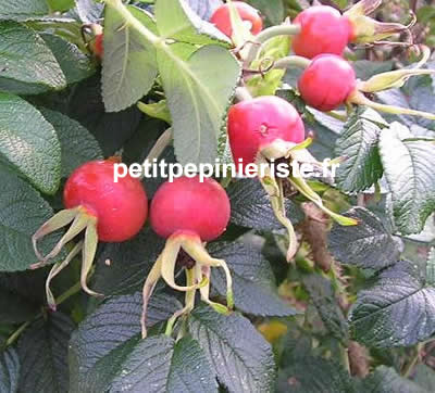 rosier rugosa