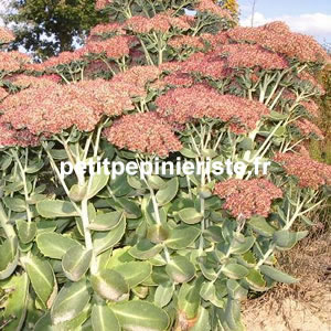 vente de sedum