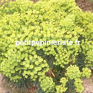 sedum en vente 