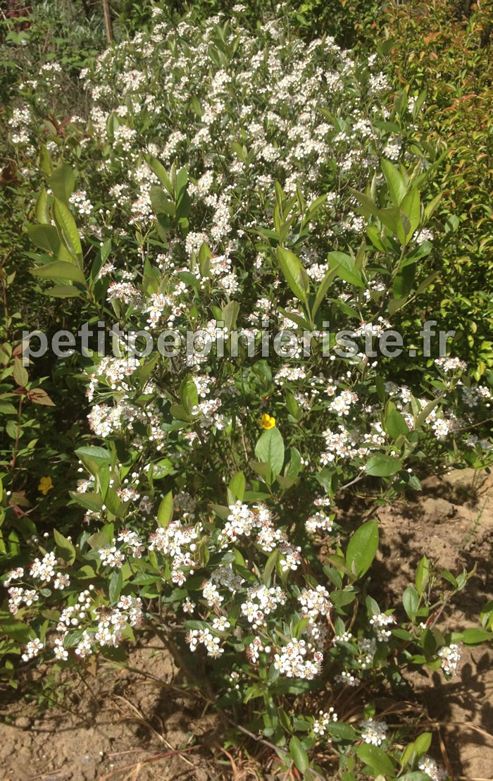 aronia melanocarpa