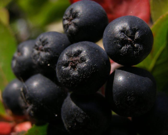 Fruit de l'aronia melanocarpa