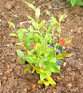 planter un myrtillier