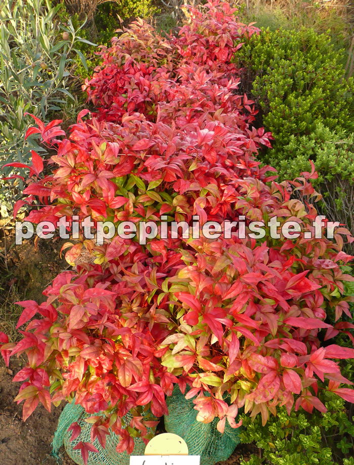 Nandina domestica fire power