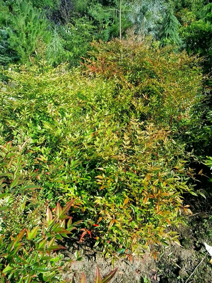 Nandina