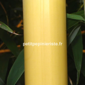 achat d'un bambou à cane jaune