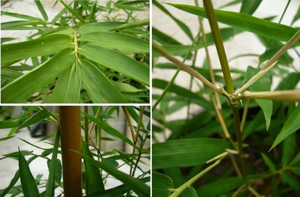 bambou semiarundinaria kagamiana