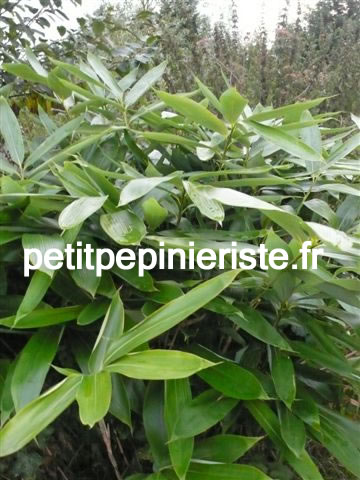 vente bambou sasa palmata