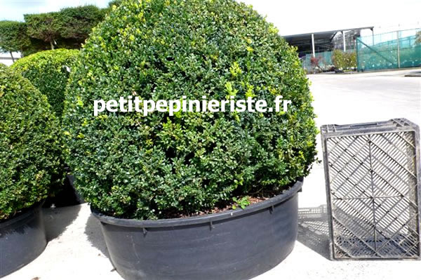 buis boule pour balcon