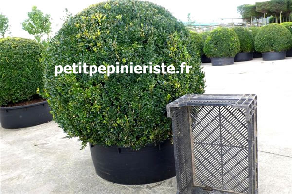 buis boule pour terrasse