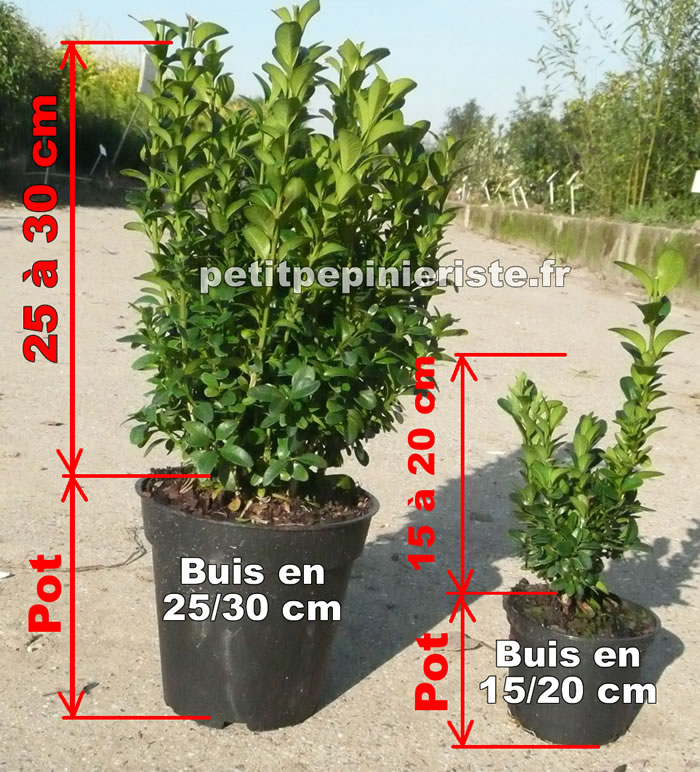 ou planter buis