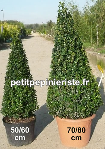 buis pyramidal