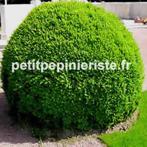 buis boule