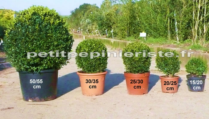 buis boule sempervirens