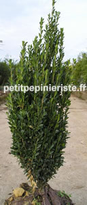buis colonnes
