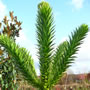 araucaria araucana