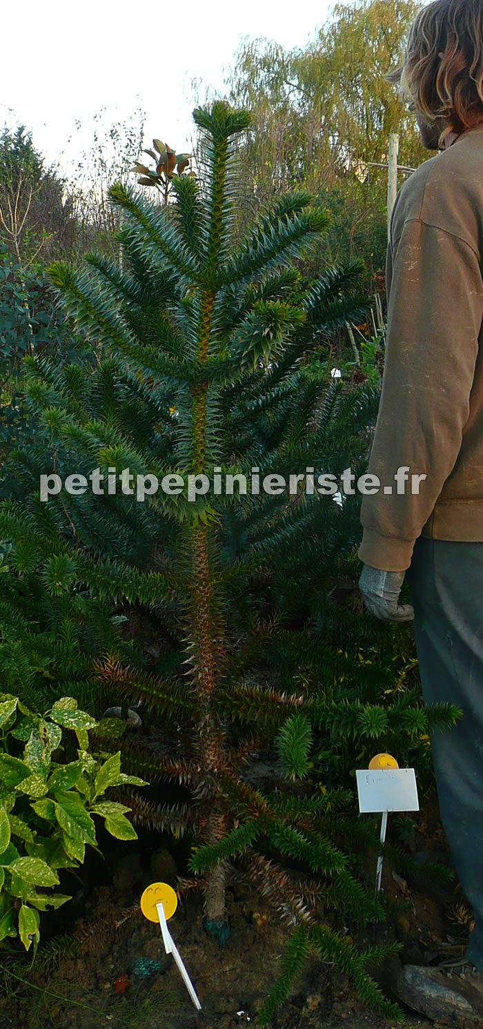 araucaria du chili