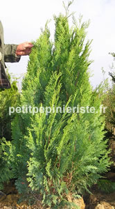 chamaecyparis lawsoniana yvonne