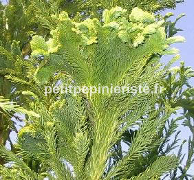 cryptomeria japonica cristata