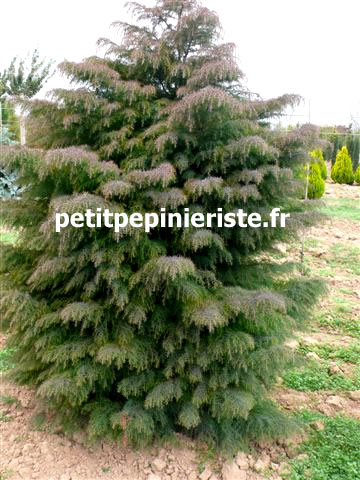 cryptomeria japonica elegans viridis