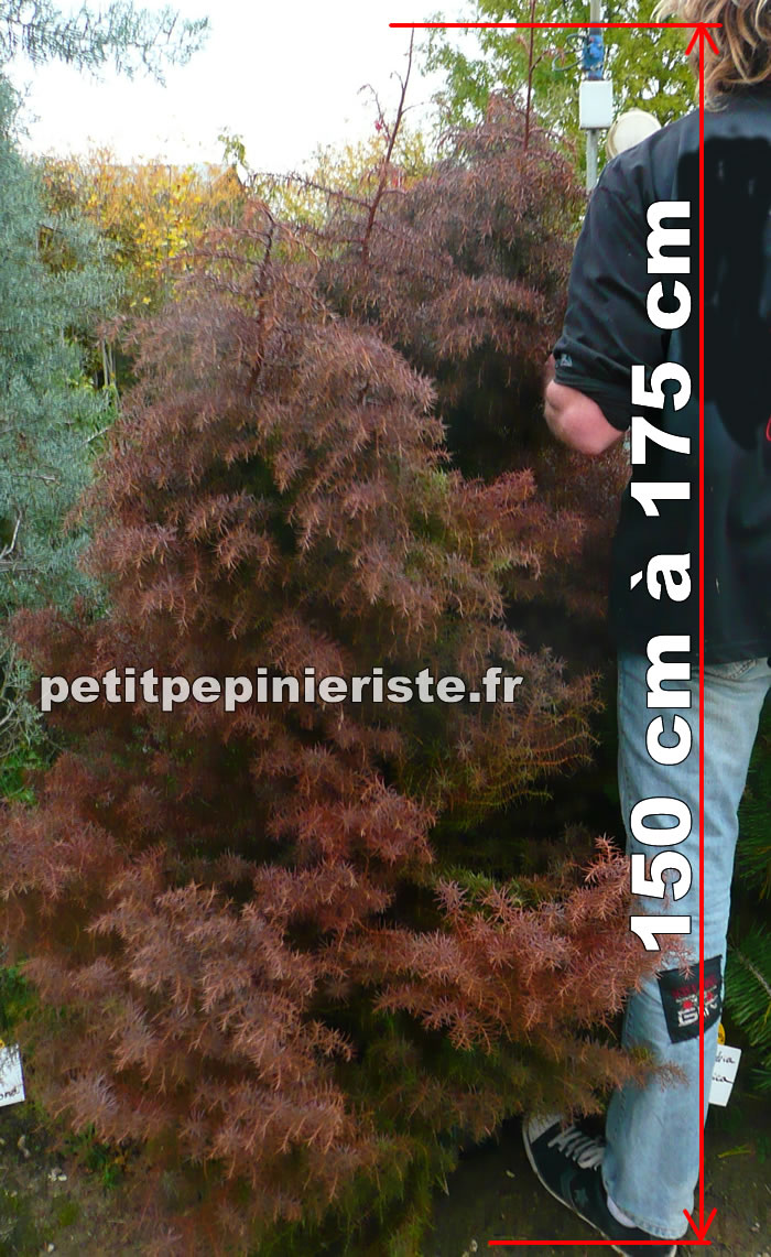 CRYPTOMERIA JAPONICA