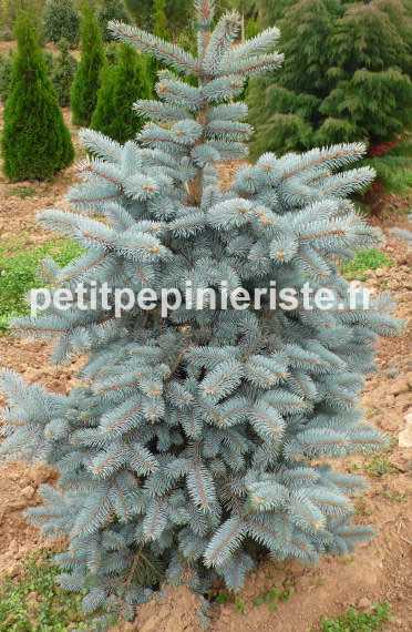 picea pungens koster