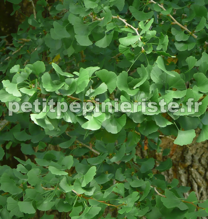 Gingko biloba en été