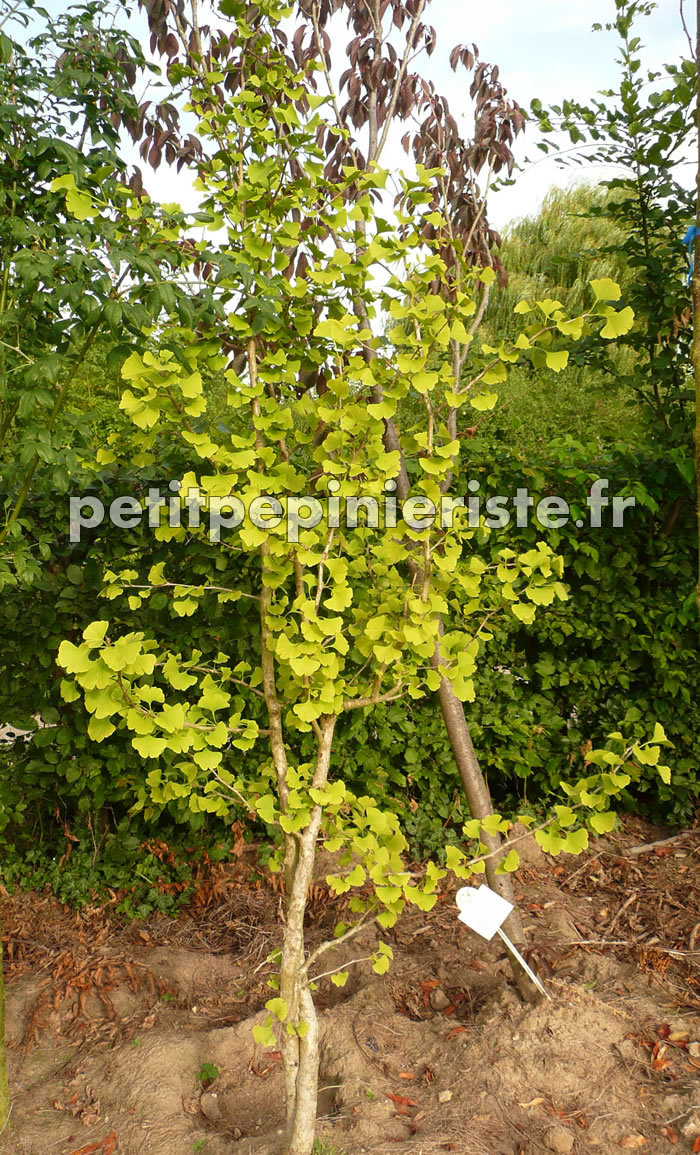 ginkgo biloba