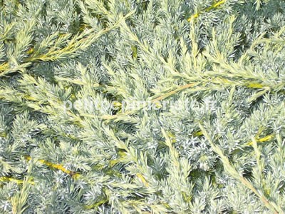 juniperus blue carpet