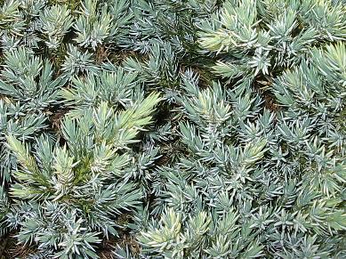 juniperus blue star