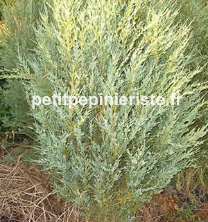 juniperus sky rocket